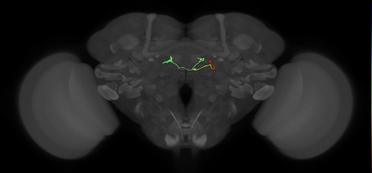vDeltaK_C0 (FlyEM-HB:1311850062)