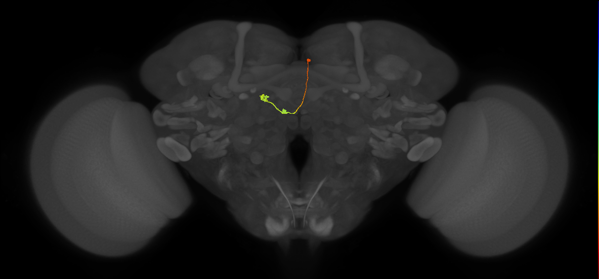 vDeltaK_C8 (FlyEM-HB:850462487)