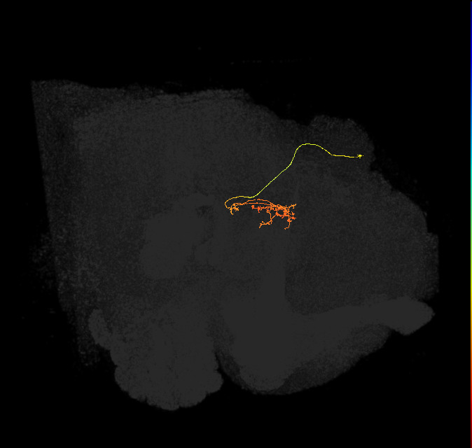 vDeltaL_C6 (FlyEM-HB:1225985415)