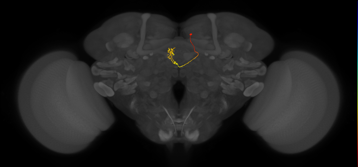 vDeltaL_C6 (FlyEM-HB:1225985415)