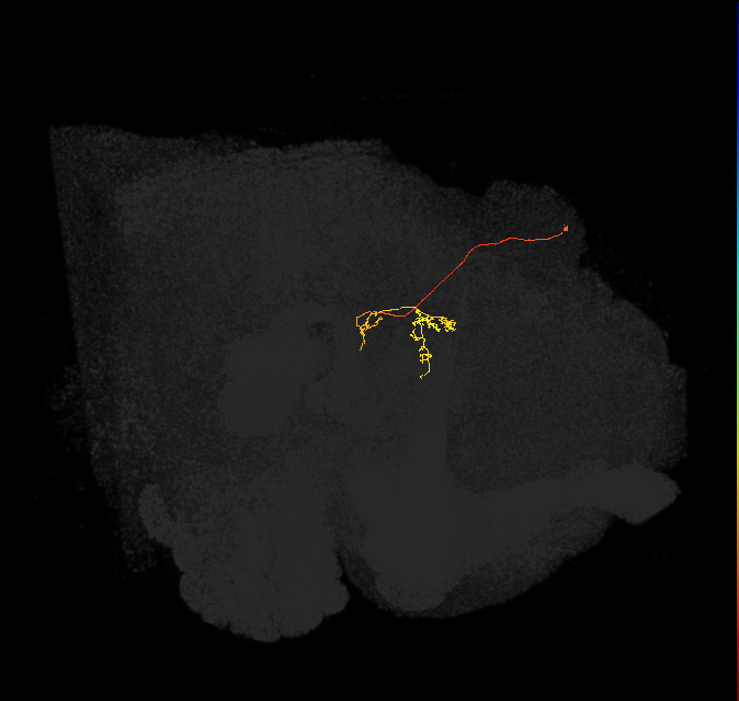 vDeltaL_C4 (FlyEM-HB:1193884233)