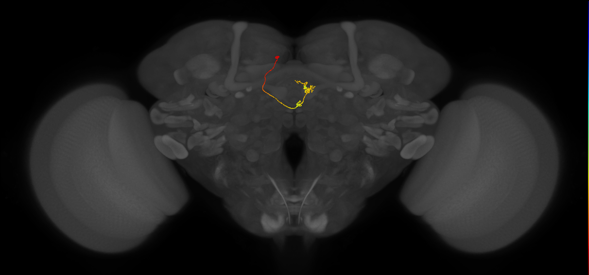 vDeltaL_C4 (FlyEM-HB:1193884233)