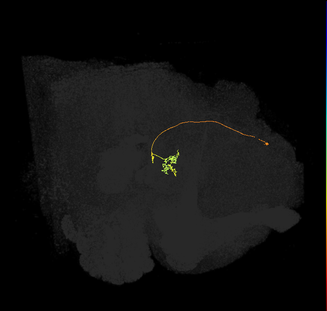 vDeltaL_C2 (FlyEM-HB:5813078988)