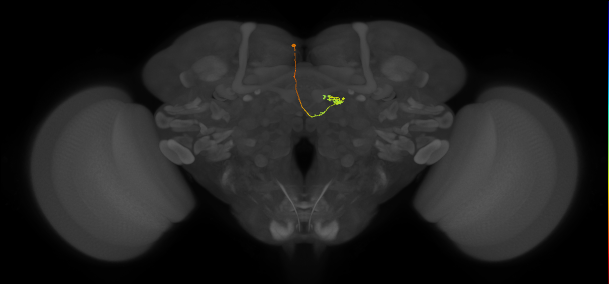 vDeltaL_C2 (FlyEM-HB:5813078988)