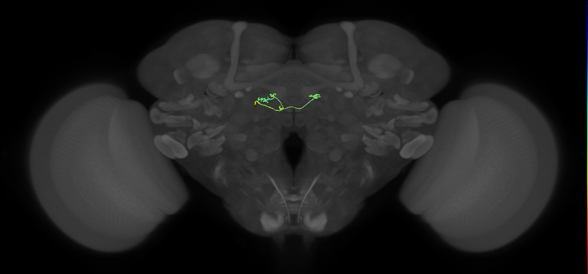 vDeltaL_C0 (FlyEM-HB:1476595663)