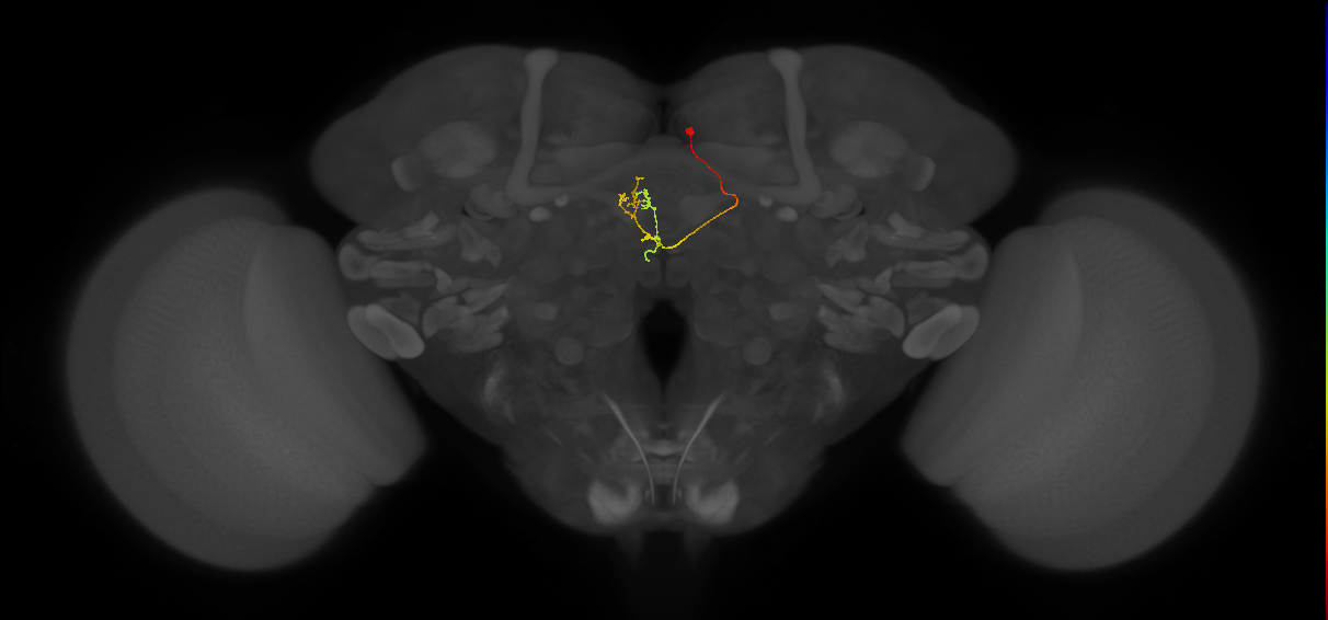 vDeltaM_C6 (FlyEM-HB:1132194044)