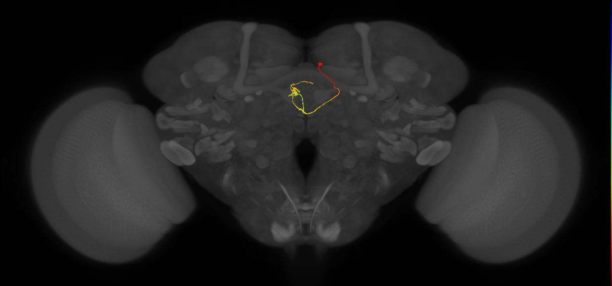 vDeltaM_C6 (FlyEM-HB:1162879471)