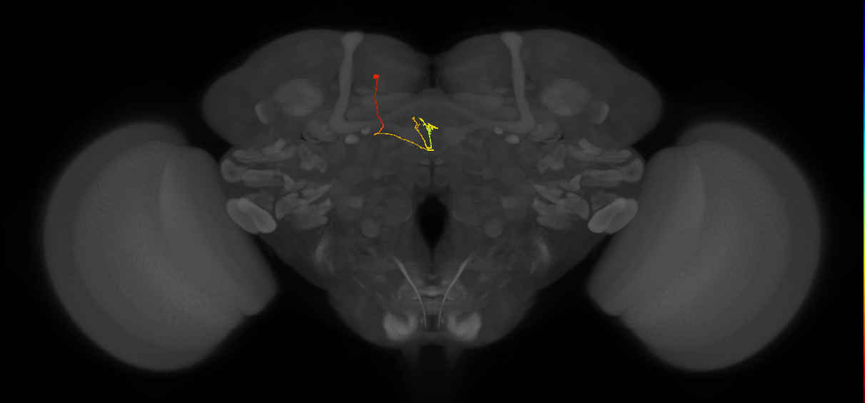 vDeltaM_C5 (FlyEM-HB:694670358)