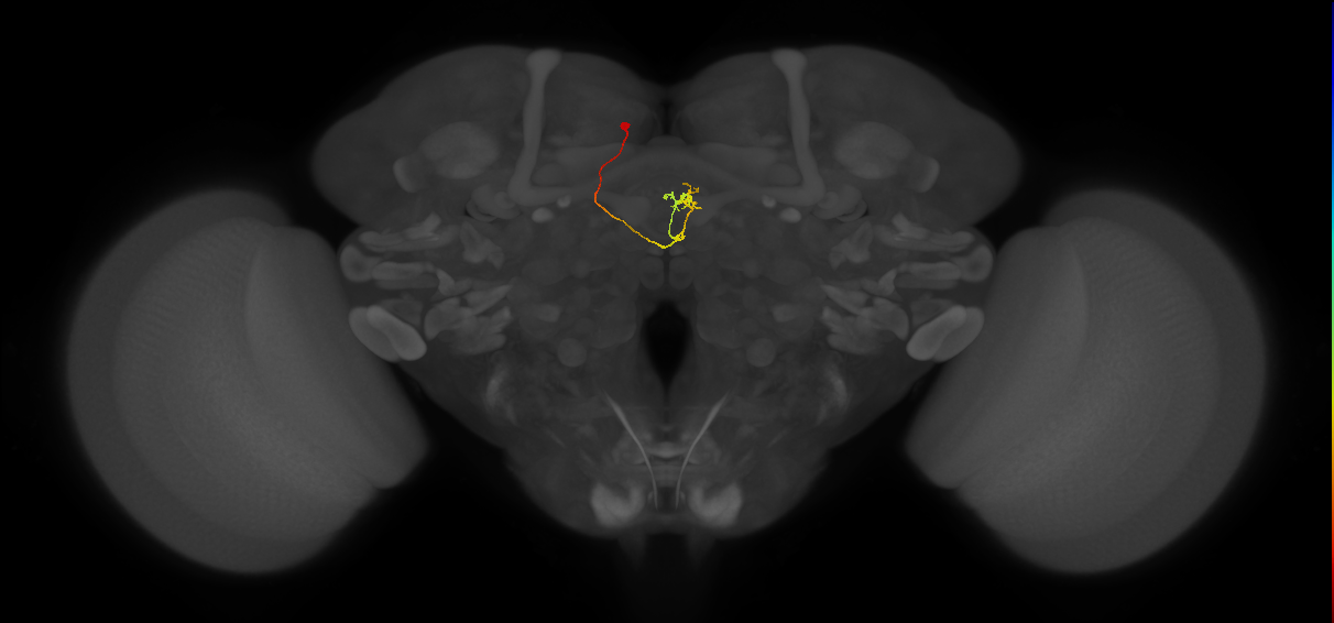 vDeltaM_C4 (FlyEM-HB:1257322613)