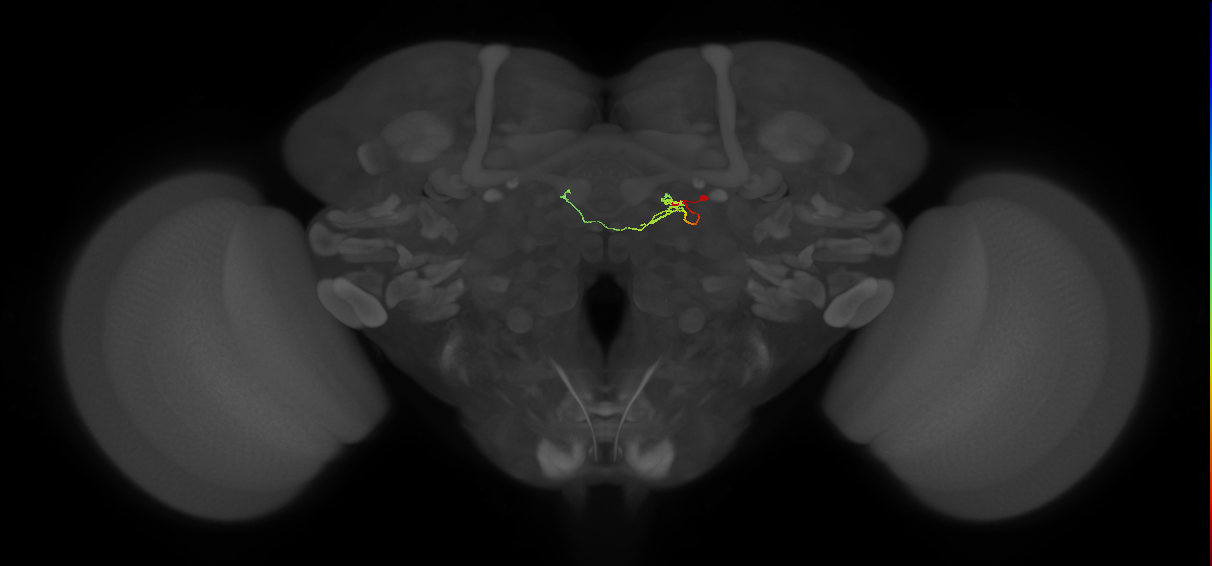 vDeltaM_C0 (FlyEM-HB:1217385540)