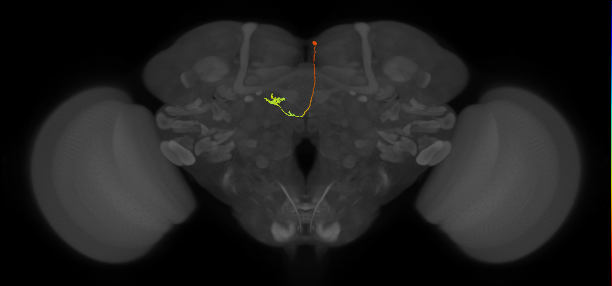 vDeltaM_C8 (FlyEM-HB:1475322280)