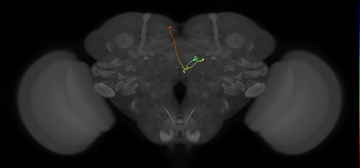 vDeltaM_C1 (FlyEM-HB:1415877516)