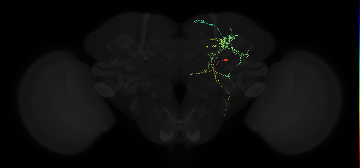 adult doublesex pMN2 (female) neuron
