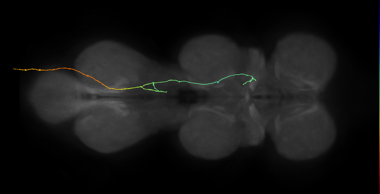 SNxxxx_AbN3_R (MANC:10007)