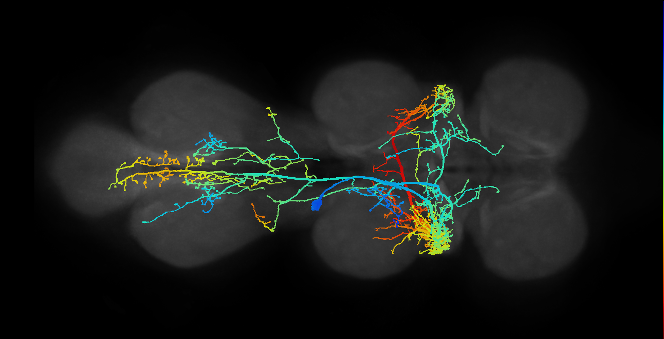 IN05B003_T2_L (MANC:10076)