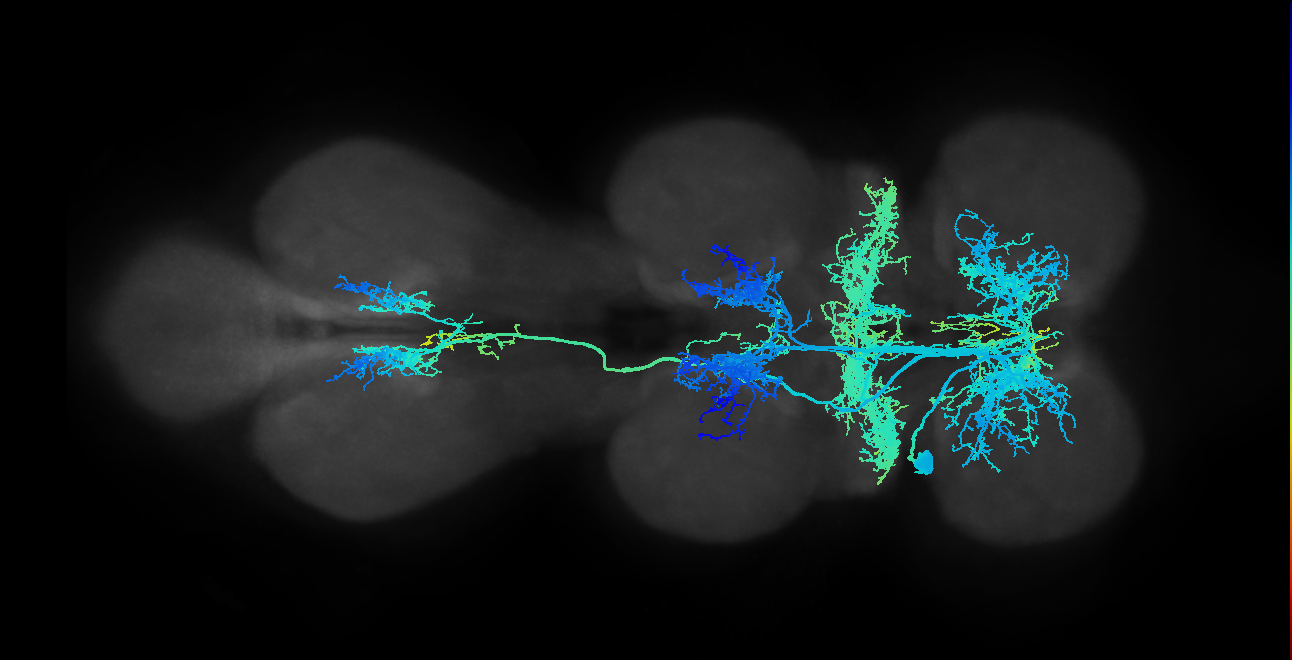IN05B004_T1_L (MANC:10082)
