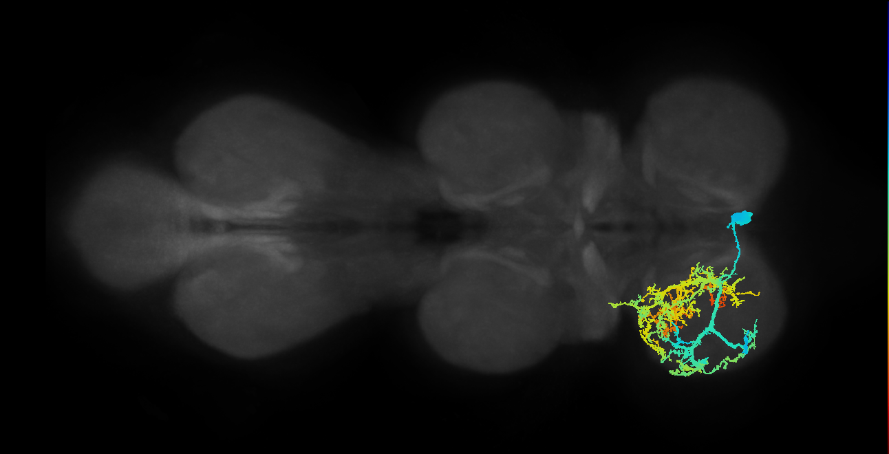 IN13B009_T1_R (MANC:10124)