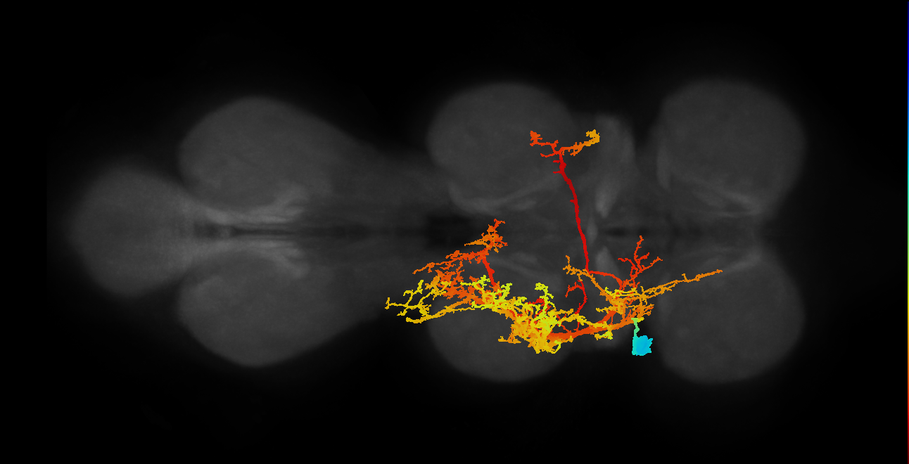 IN03B007_T1_L (MANC:10132)