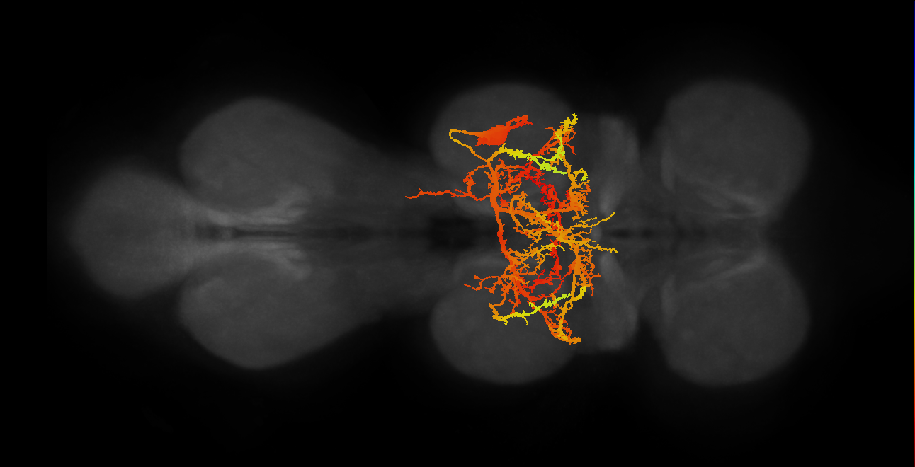 IN11B003_T2_R (MANC:10143)