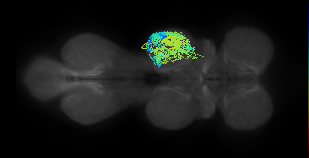 IN19A008_T2_R (MANC:10144)