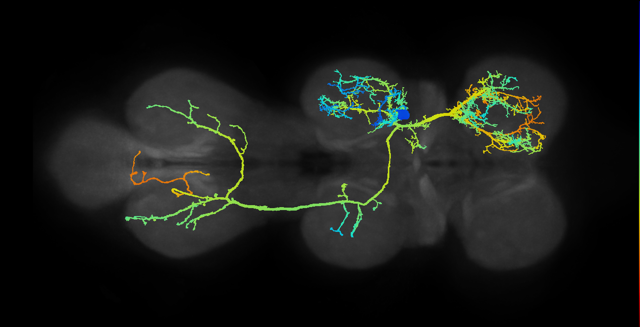 IN07B001_T2_R (MANC:10166)