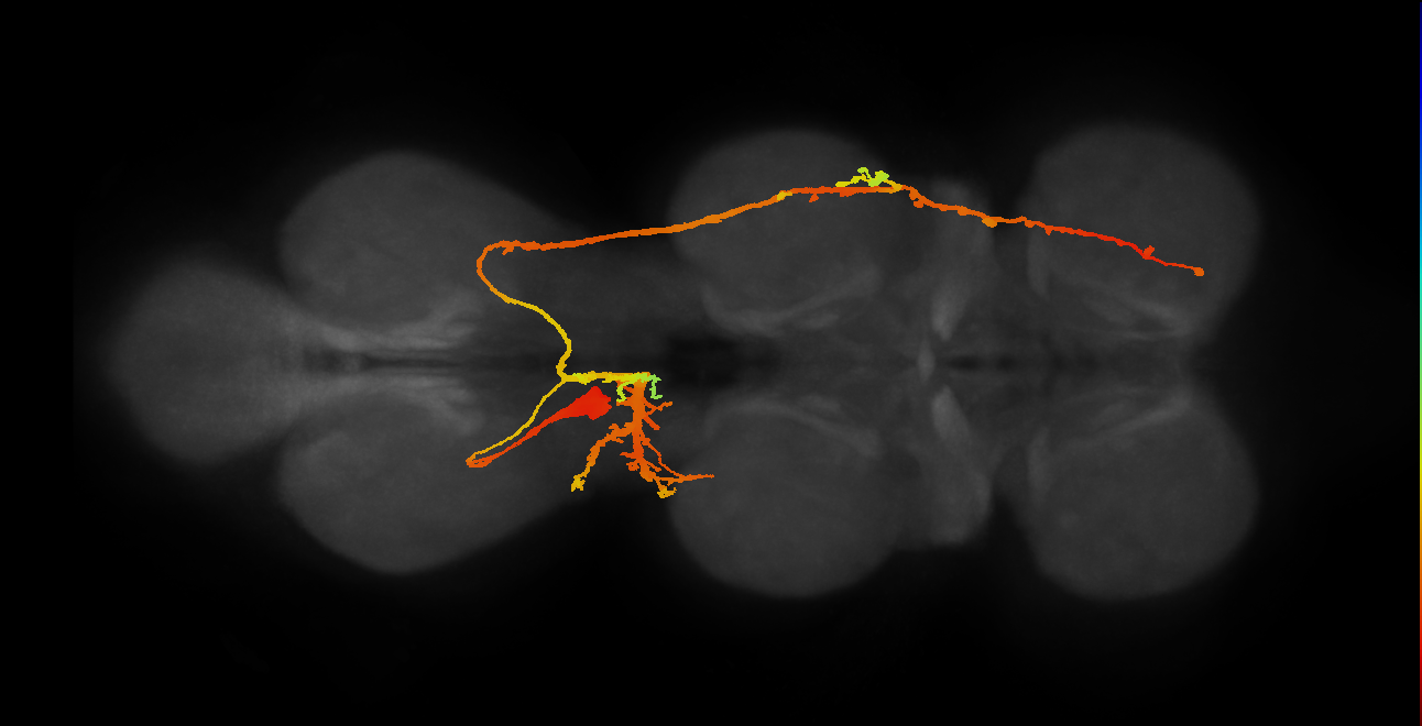 IN19B013_T3_L (MANC:10177)