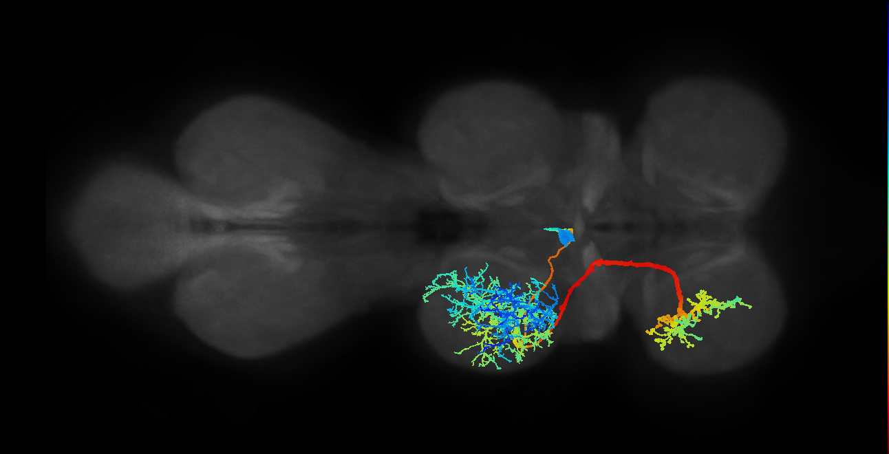 IN02A002_T2_L (MANC:10193)