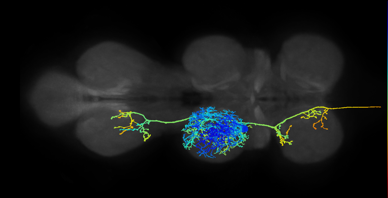 AN04B001_T2_L (MANC:10211)