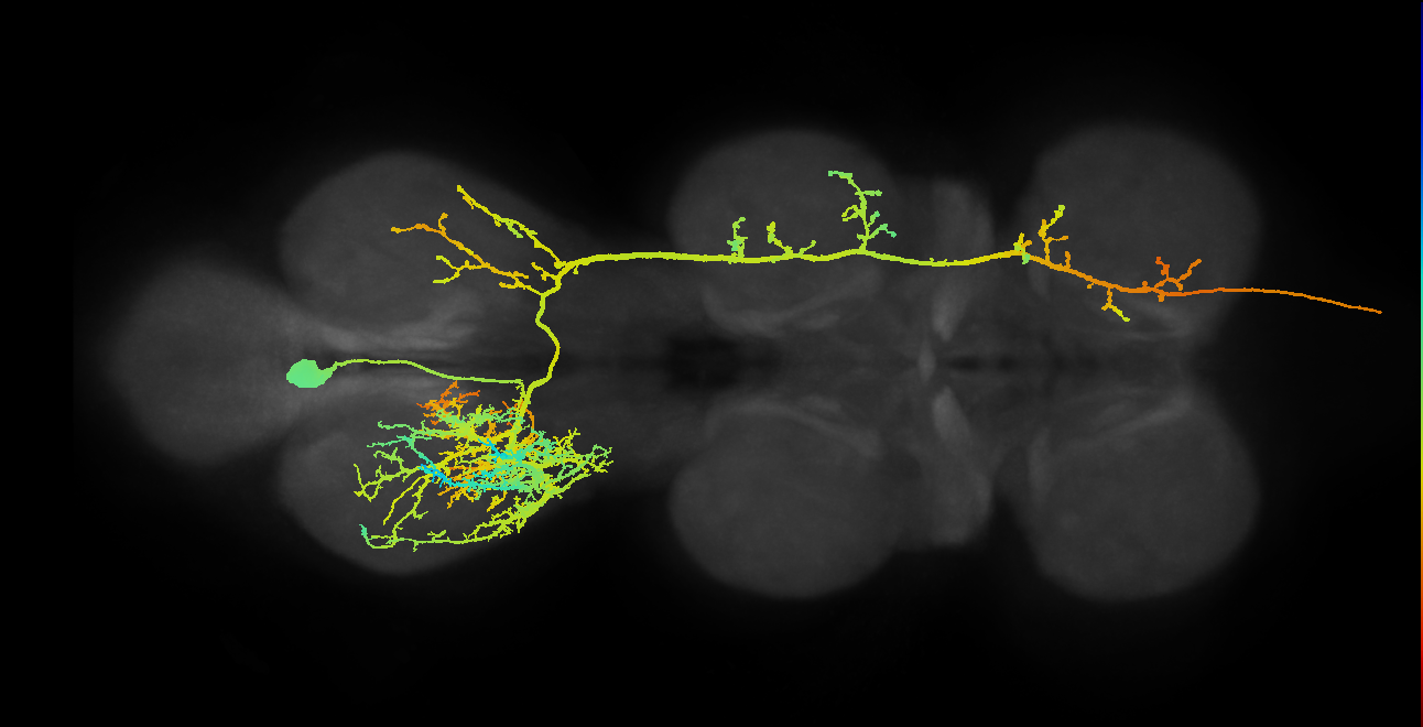 AN12B004_T3_L (MANC:10245)