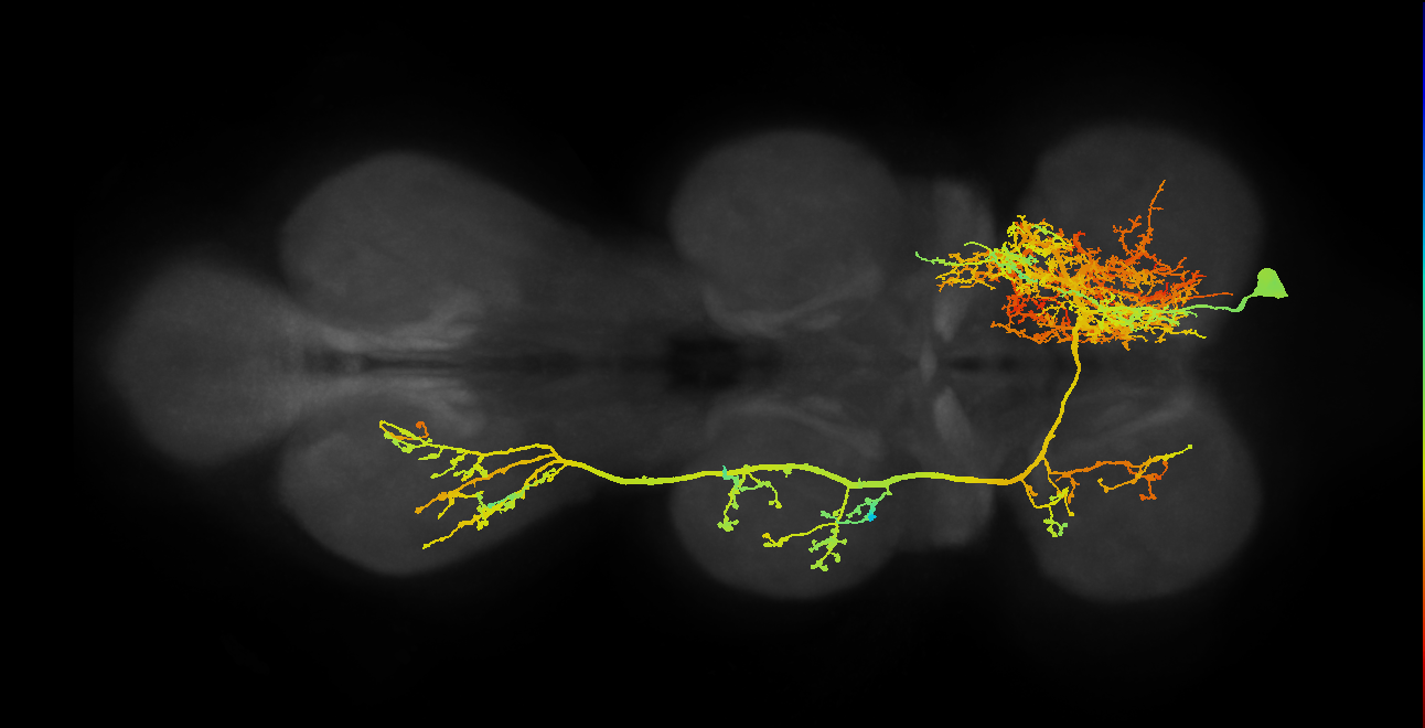 IN07B005_T1_R (MANC:10297)