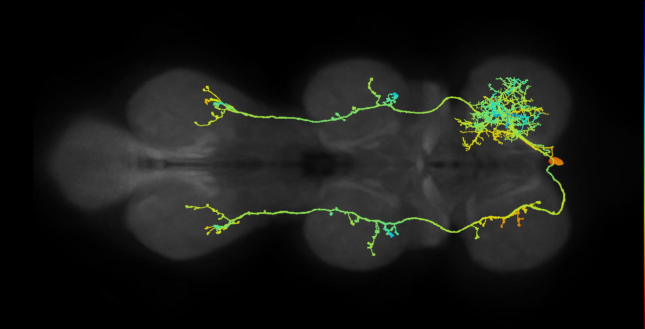 IN01A002_T1_R (MANC:10303)