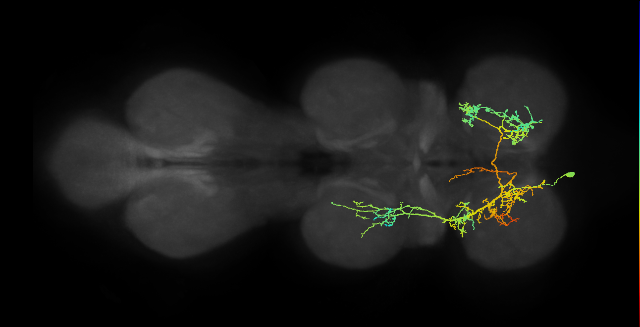 IN07B026_T1_L (MANC:10318)