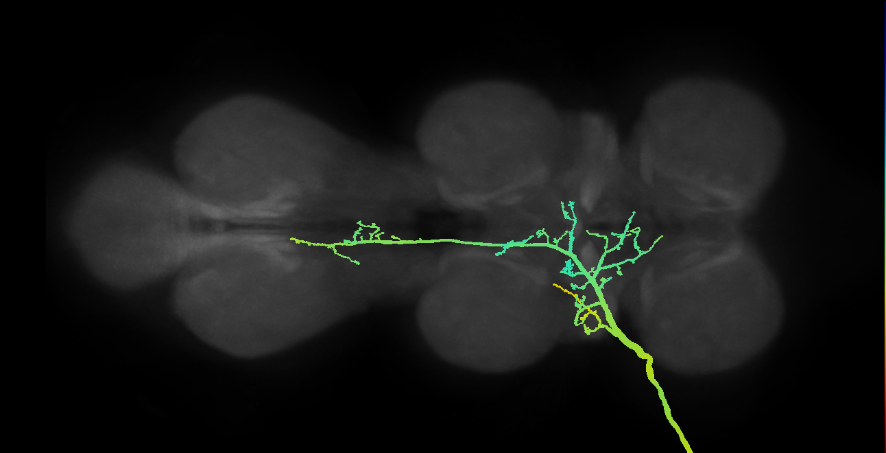 SNppxx_ADMN_L (MANC:10364)