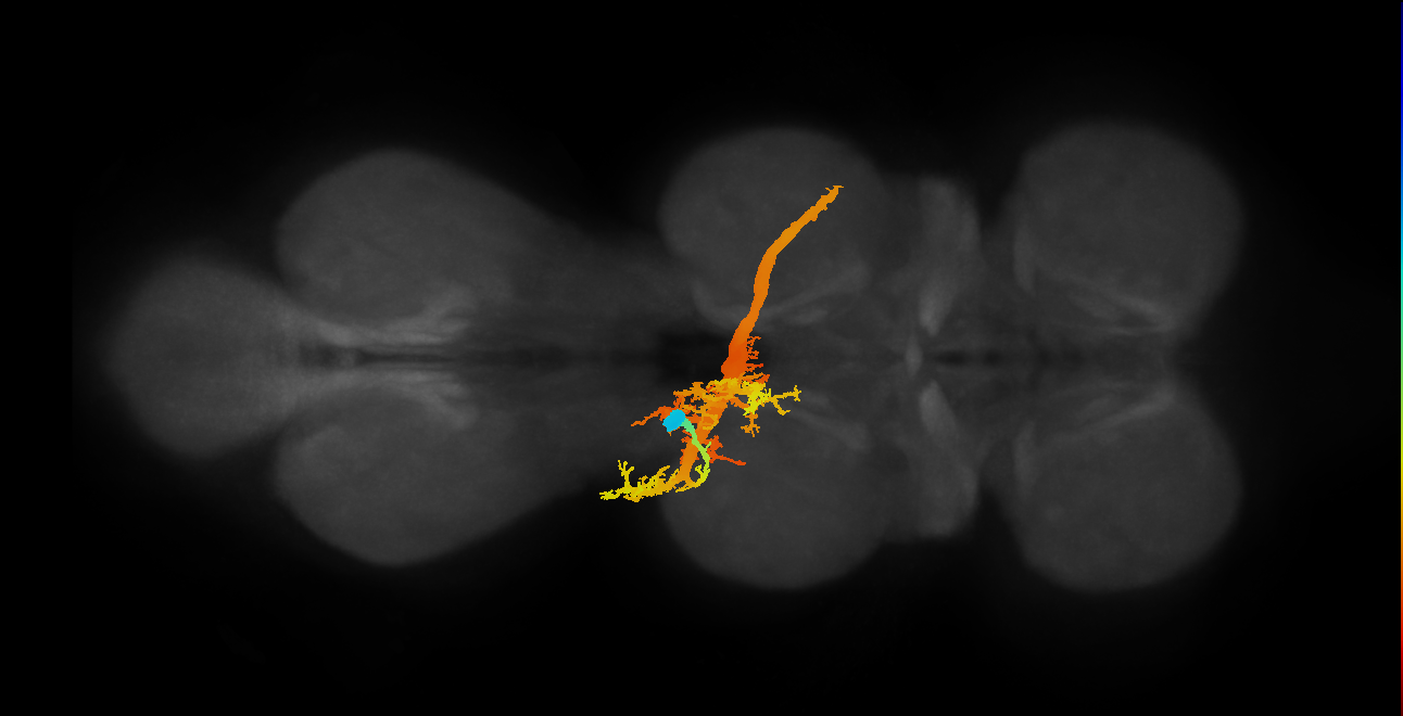 IN03B002_T2_L (MANC:10366)