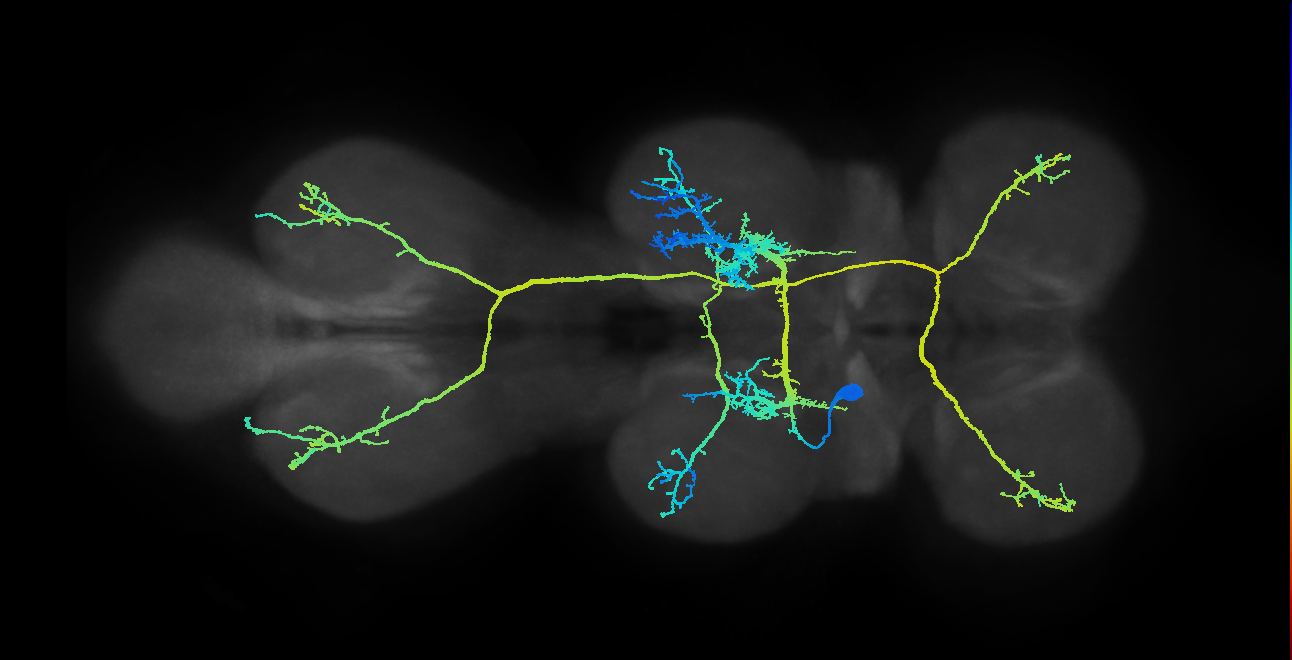 IN07B002_T2_L (MANC:10416)
