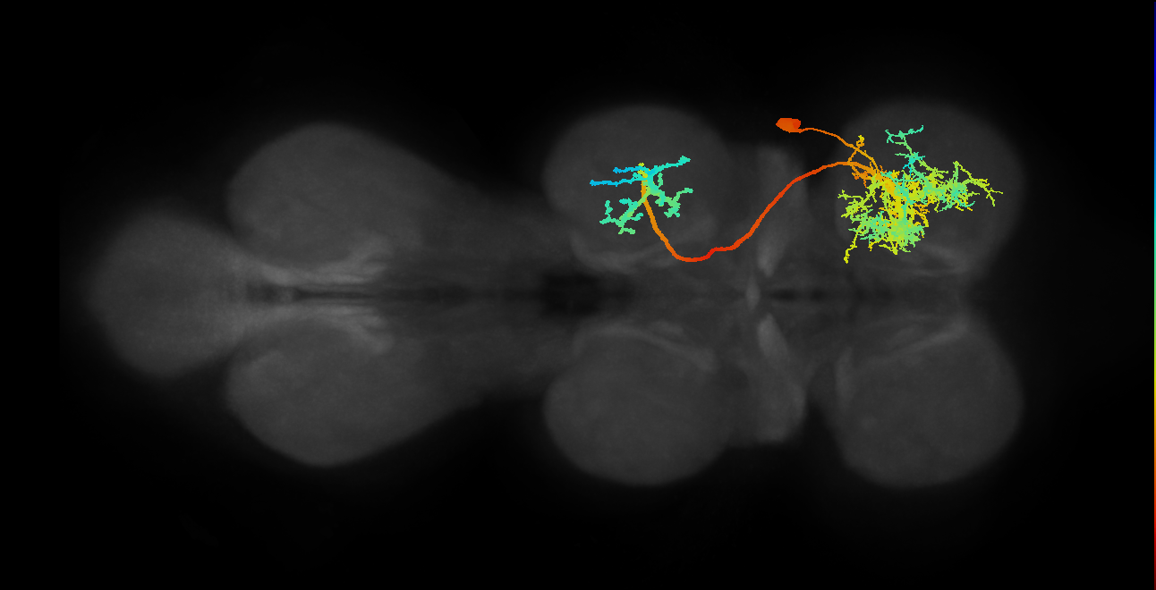 IN19A006_T1_R (MANC:10422)