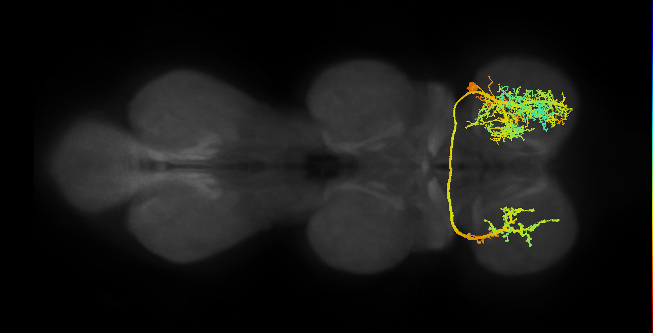 IN19B005_T1_R (MANC:10450)