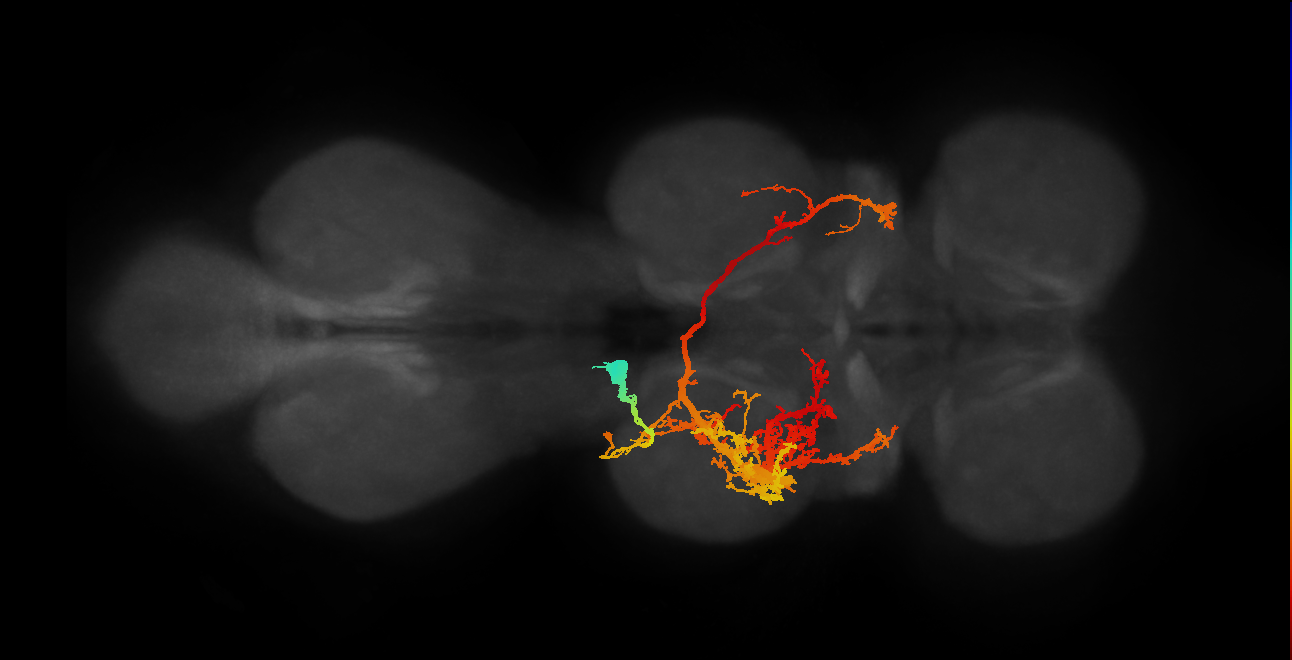 IN03B011_T2_L (MANC:10455)