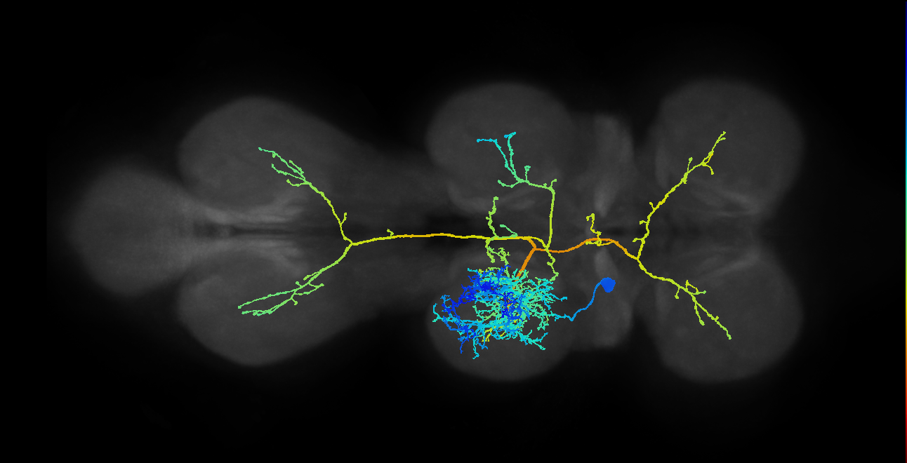 IN07B006_T2_L (MANC:10456)