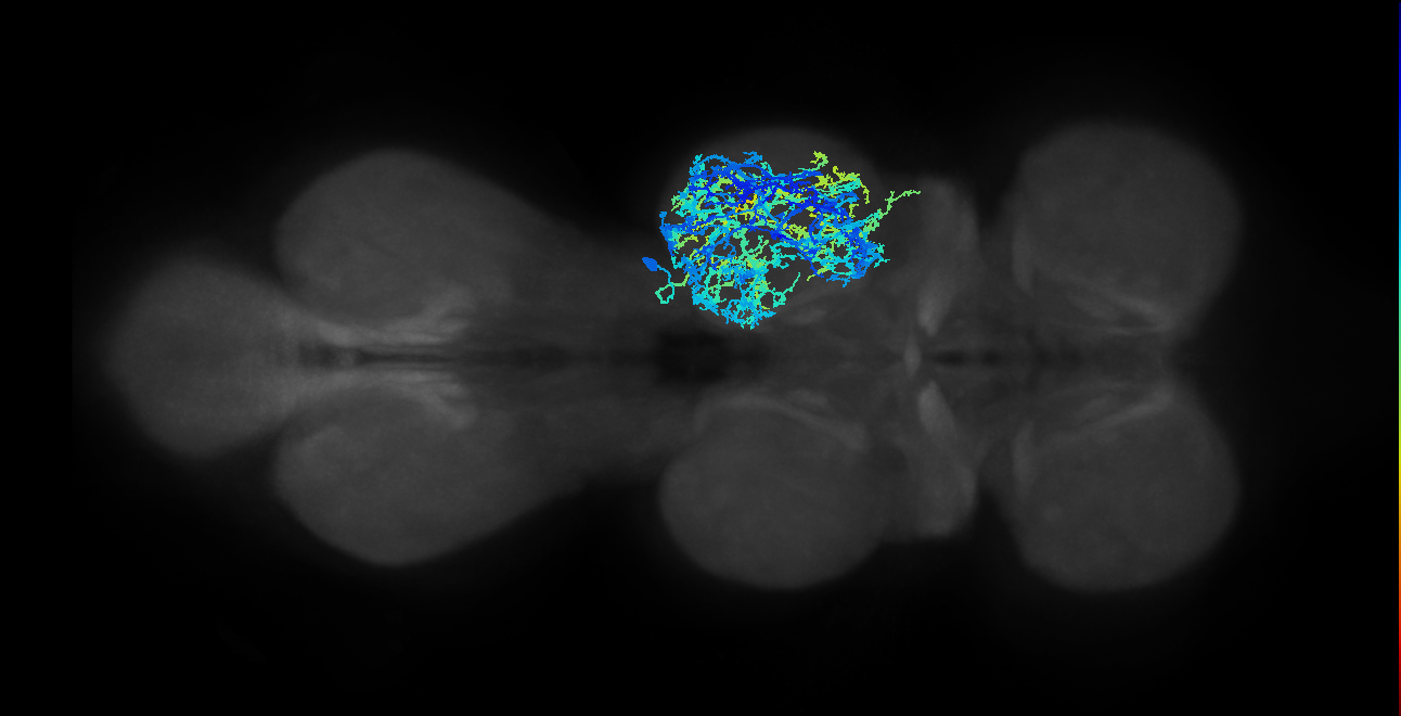 IN03A003_T2_R (MANC:10483)