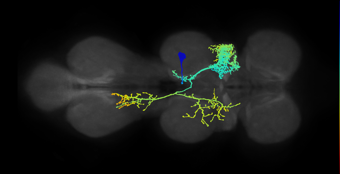 IN06B002_T2_R (MANC:10484)