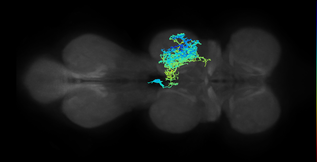 IN12B008_T2_L (MANC:10488)