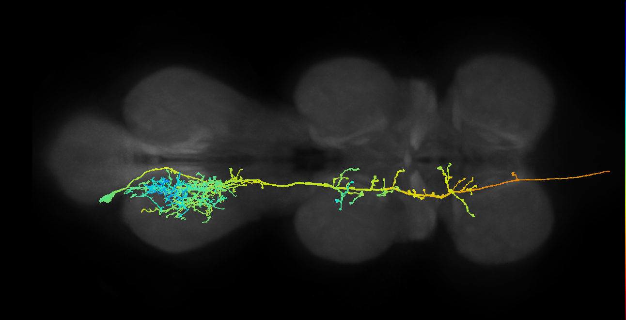 AN03B010_T3_L (MANC:10550)