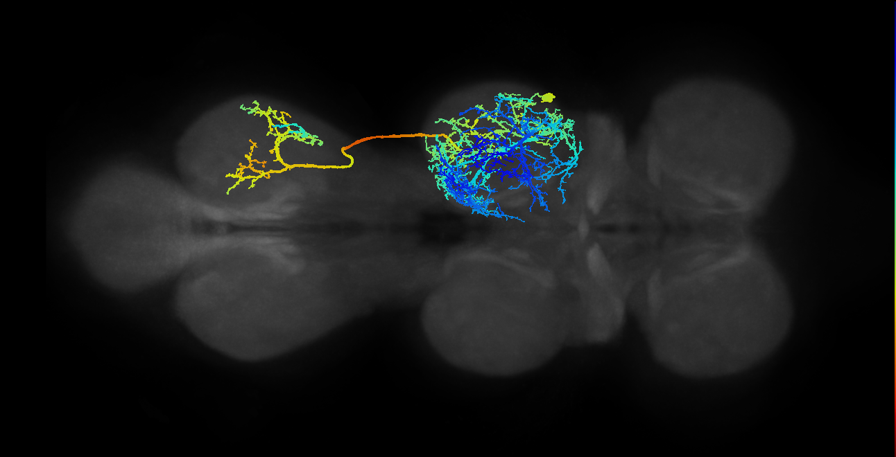 IN17A005_T2_R (MANC:10578)
