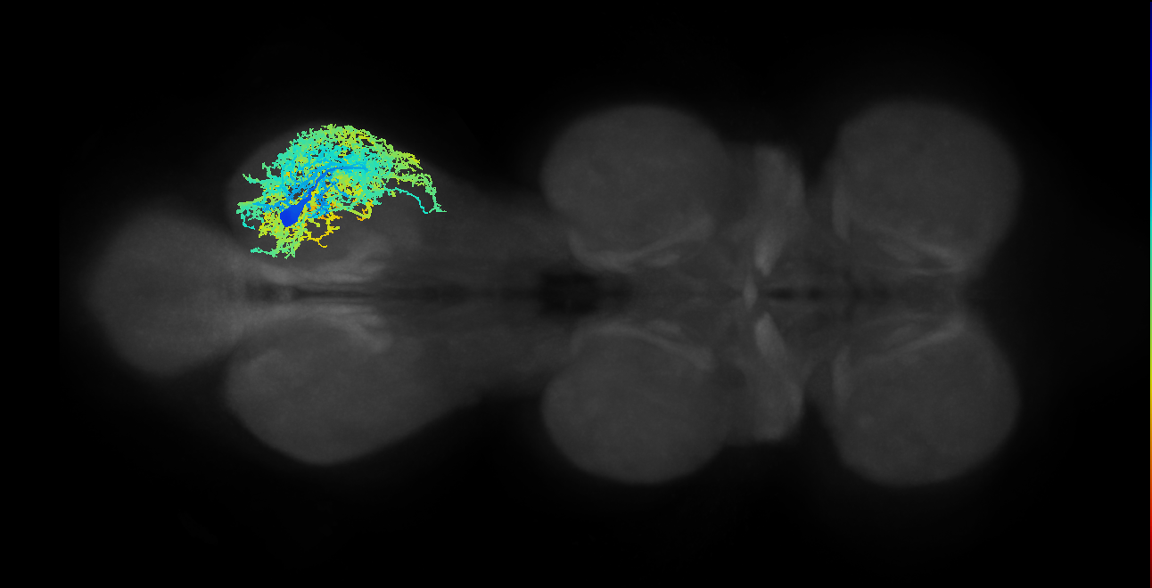 IN08A004_T3_R (MANC:10586)