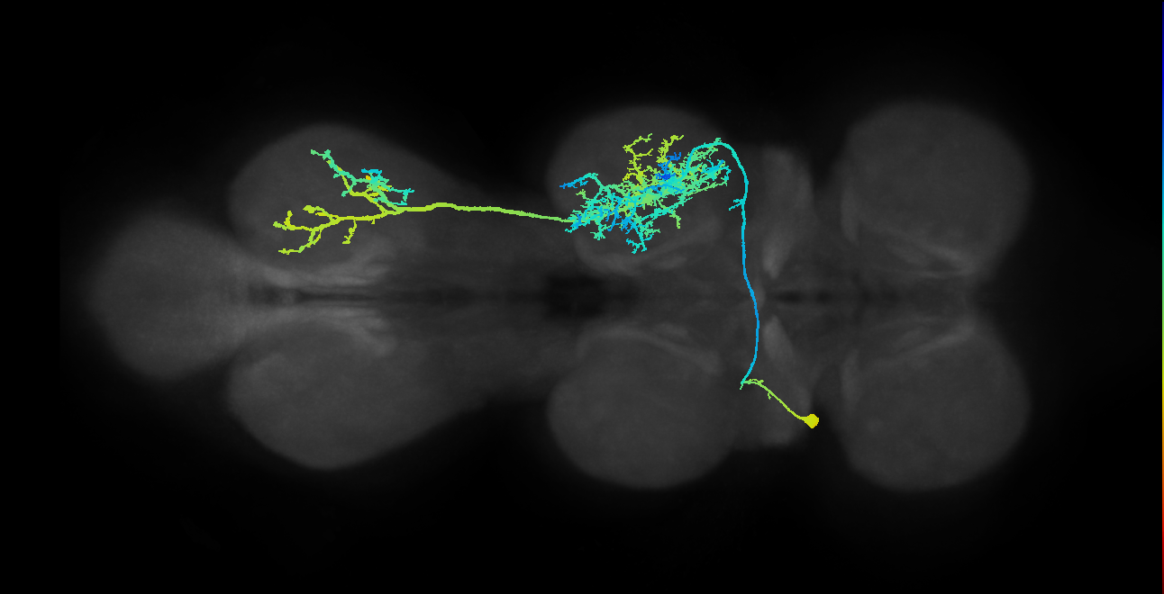 IN01A009_T2_L (MANC:10600)