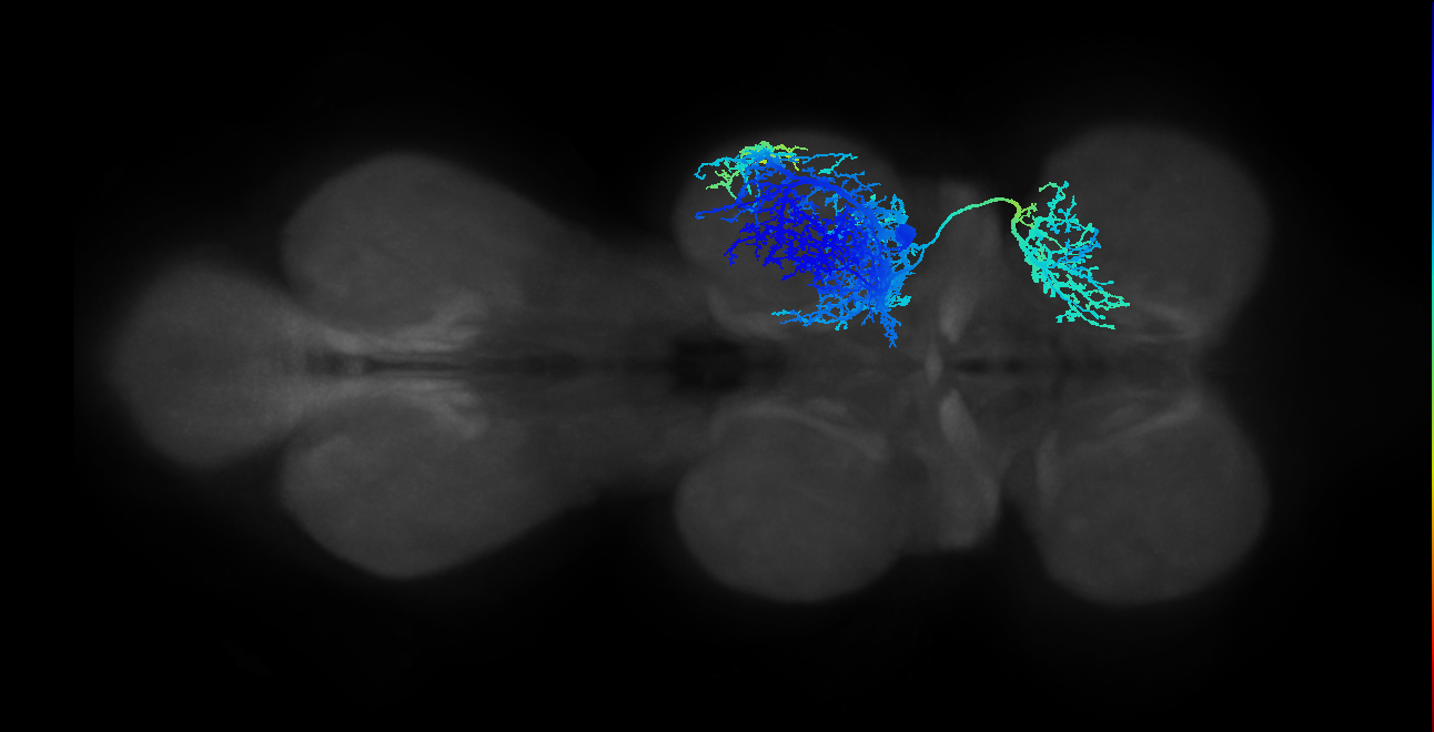 IN13A004_T2_R (MANC:10655)
