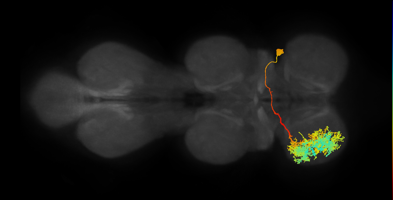 IN19B012_T1_R (MANC:10715)