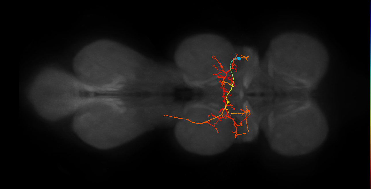 IN07B042_T2_R (MANC:10716)