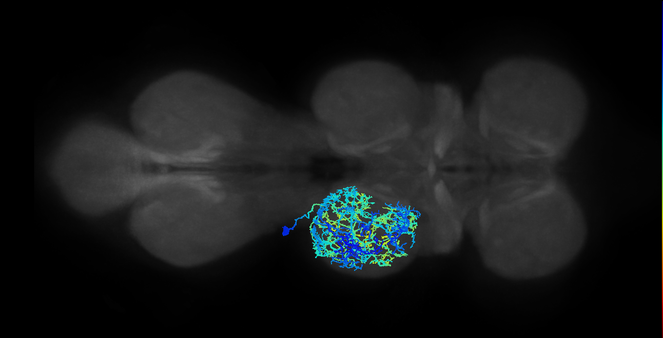 IN03A003_T2_L (MANC:10784)